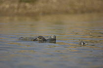 Indian gharial {Gavialis gangeticus} submerged with eyes just showing above water, Chamball river, Madhya Pradesh, India