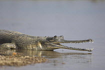 Indian gharial {Gavialis gangeticus} at waters edge with mouth open, Chamball river, Madhya Pradesh, India