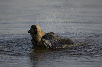 House crow {Corvus splendens} bathing in water, Jamuna river, Agra, Uttar Pradesh, India