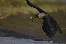 House crow {Corvus splendens} in flight carrying food in beak, Jamuna river, Agra, Uttar Pradesh, India