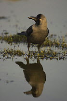 House Crow {Corvus splendens} at waters edge with reflection, Jamuna river, Agra, Uttar Pradesh, India