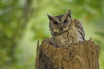 Collared scops owl {Otus bakkamoena} perching on tree trunk, Chambal river, border Madhya and Uttar Pradesh, India