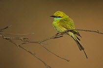 Little green bee-eater {Merops orientalis} Madhav NP, Madhya Pradesh, India