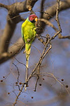 Male Plum headed parakeet {Psittacula cyanocephala} feeding in tree, Madhav NP, Madhya Pradesh, India