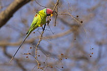 Male Plum headed parakeet {Psittacula cyanocephala} perching on branch feeding, Madhav NP, Madhya Pradesh, India