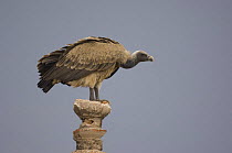 Long billed vulture {Gyps indicus} perching on stone column, Orchha, Madhya Pradesh, India