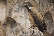 Long billed vulture {Gyps indicus} perching on building, Orchha, Madhya Pradesh, India