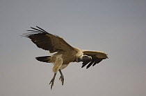 Long billed vulture {Gyps indicus} in flight, Orchha, Madhya Pradesh, India