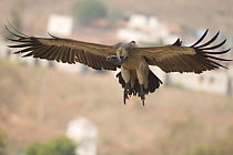Long billed vulture {Gyps indicus} in flight, Orchha, Madhya Pradesh, India