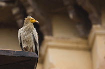 Egyptian vulture {Neophron percnopterus}  Orchha, Madhya Pradesh, India
