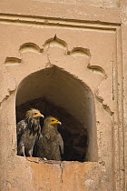 Egyptian vulture {Neophron percnopterus}  Orchha, Madhya Pradesh, India