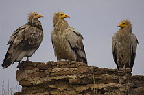 Three Egyptian vultures {Neophron percnopterus} perching on building, Orchha, Madhya Pradesh, India
