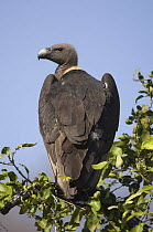 Rear-view of Indian white rumped / backed vulture {Gyps bengalensis} perching in tree, Madhav NP, Madhya Pradesh, India