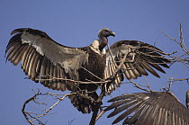 White-rumped vulture {Gyps bengalensis} with wings spread, Madhav NP, Madhya Pradesh, India