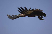 Indian White backed / rumped Vulture {Gyps bengalensis} in flight, Madhav NP, Madhya Pradesh, India