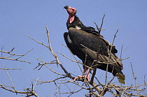 Red headed vulture {Sarcogyps calvus} in tree,  Madhav NP, Madhya Pradesh, India