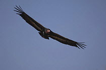 Red headed vulture {Sarcogyps calvus} in flight, Madhav NP, Madhya Pradesh, India
