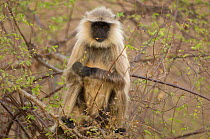 Southern plains grey / Hanuman langur {Semnopithecus dussumieri} sitting and eating in bush, Madhav NP, Madhya Pradesh, India