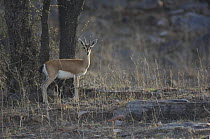Chinkara / Indian gazelle {Gazella bennettii}  Madhav NP, Madhya Pradesh, India