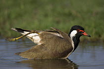 Red wattled lapwing {Vanellus duvaucelii / indicus}grooming with leg raised, India