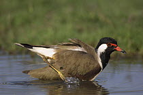 Red wattled lapwing {Vanellus duvaucelii / indicus} grooming in water, India