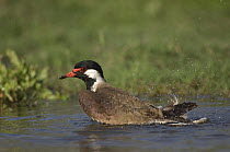 Red wattled lapwing {Vanellus duvaucelii / indicus} bathing in water, India