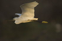 Little egret {Egretta garzetta} in flight, Bundi, Rajasthan, India