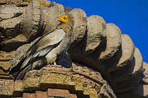 Egyptian vulture {Neophron percnopterus} perching on building, Bijolia, Rajastahn, India