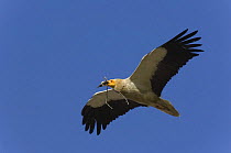 Egyptian vulture {Neophron percnopterus} in flight with nesting material in beak, Bijolia, Rajastahn, India