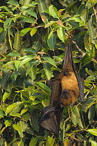 Indian flying fox {Pteropus giganteus} hanging from branch, Bund Baretha, Rajasthan, India
