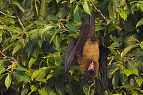 Indian flying fox {Pteropus giganticus} hanging from branch and calling, Bund Baretha, Rajasthan, India