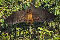 Indian flying fox {Pteropus giganticus} hanging in tree with wings spread, Bund Baretha, Rajasthan, India