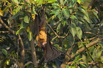 Indian flying fox {Pteropus giganticus} hanging in tree with mouth open, Bund Baretha, Rajasthan, India