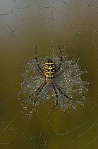 Orb web spider {Argiope bruennichi} on dew covered web, Groot Schietveld, Wuustwezel, Belgium
