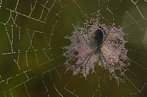 Shadow of Orb web spider {Argiope bruennichi} on dew covered web, Groot Schietveld, Wuustwezel, Belgium