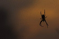Cross / Garden spider {Araneus diadematus} silhouette on web at sunrise, Groot Schietveld, Wuustwezel, Belgium