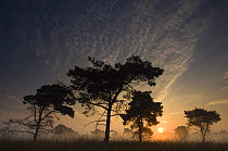 Scots pine trees {Pinus sylvestris} at sunrise, Groot Schietveld, Wuustwezel, Belgium