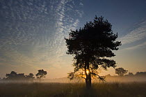 Scots pine tree {Pinus sylvestris} at sunrise, Groot Schietveld, Wuustwezel, Belgium
