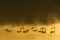 Canada geese {Branta canadensis} on water in dawn mist, Groot Schietveld, Wuustwezel, Belgium