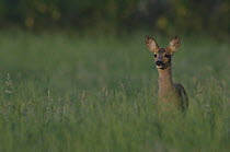 Roe deer {Capreolus capreolus} portrait amongst long grass, Groot Schietveld, Wuustwezel, Belgium