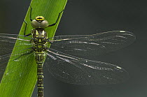 Southern hawker dragonfly {Aeshna cyanea} Brasschaat, Belgium