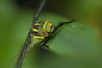 Southern hawker dragonfly {Aeshna cyanea} close-up of head, Brasschaat, Belgium