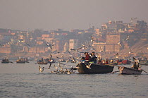 Pilgrims in a boat on the River Ganges feeding Gulls, as part of ritual visit to Varansi, Uttar Pradesh, India. Feb 2007