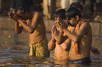 Men praying in the River Ganges, Varanasi, Uttar Pradesh, India. Feb 2007