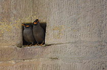 Two Bank mynah {Acridotheres ginginianus} perched at hole in wall, Varanasi, Uttar Pradesh, India