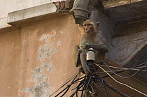 Rhesus macaque {Macaca mulatta} perching on wires, Varanasi, Uttar Pradesh, India