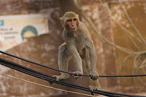 Rhesus macaque {Macaca mulatta} walking along wires, Varanasi, Uttar Pradesh, India