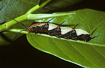 Caterpillar larva of Ruddy daggerwing butterfly (Marpesia petreus) with disruptive coloration, in tropical dry forest, Costa Rica