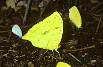 Sulphur butterfly (Phoebis rurina) puddling / drinking from damp ground in tropical dry forest, Costa Rica