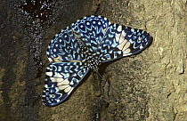 Azure cracker butterfly (Hamadryas arinome ariensis) on a tree in tropical dry forest, Costa Rica